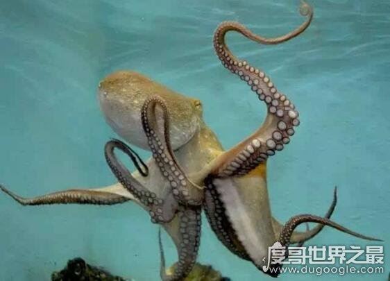 哪种鱼不属于鱼类？不属于鱼类的鱼盘点(鲸鱼/鲍鱼/章鱼)