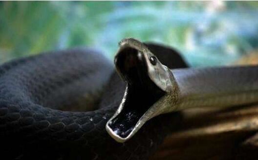 世界上速度最快的蛇，非洲黑曼巴(最快时速能达23公里)