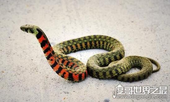 冷血动物的体温拥有什么特征，体温会随环境变化(6月5日蚂蚁庄园答案)