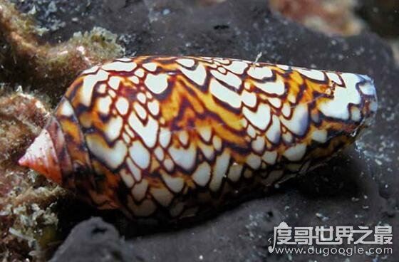 世界上毒性最强的螺，鸡心螺的毒液可以让你死的悄无声息