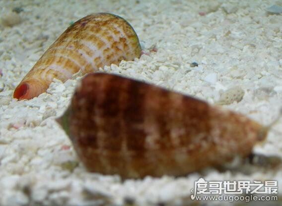世界上毒性最强的螺，鸡心螺的毒液可以让你死的悄无声息
