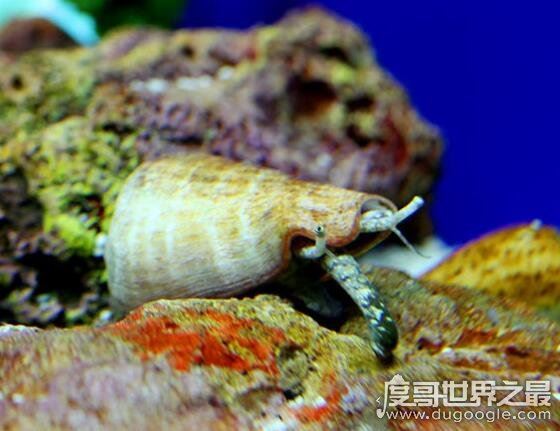 世界上毒性最强的螺,鸡心螺的毒液可以让你死的悄无声息
