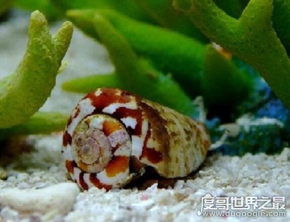 世界上毒性最强的螺，鸡心螺的毒液可以让你死的悄无声息