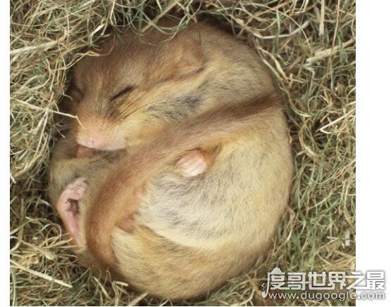 世界上最喜欢睡觉的老鼠,睡鼠(每年大约有9个月都在冬眠)