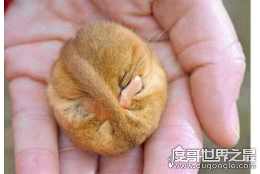 世界上最喜欢睡觉的老鼠，睡鼠(每年大约有9个月都在冬眠)