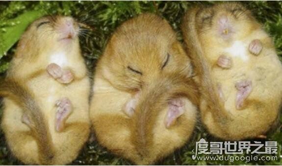 世界上最喜欢睡觉的老鼠，睡鼠(每年大约有9个月都在冬眠)