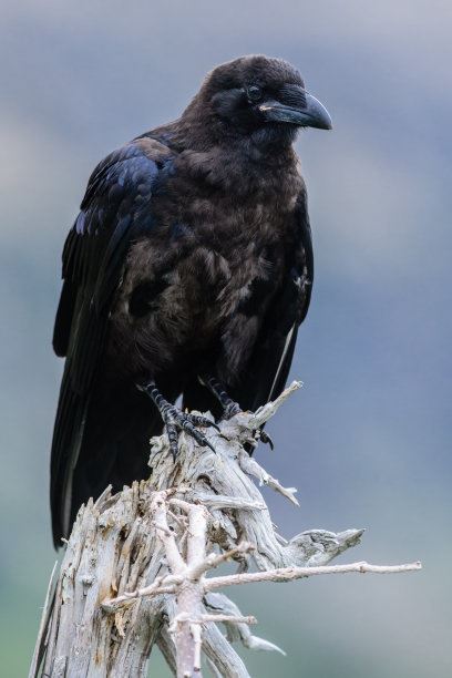 十大最恐怖的鸟，泰坦鸟高达2.5米体重可达200-400公斤（已灭绝）