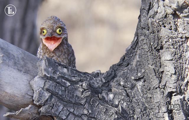 十大最恐怖的鸟，泰坦鸟高达2.5米体重可达200-400公斤（已灭绝）