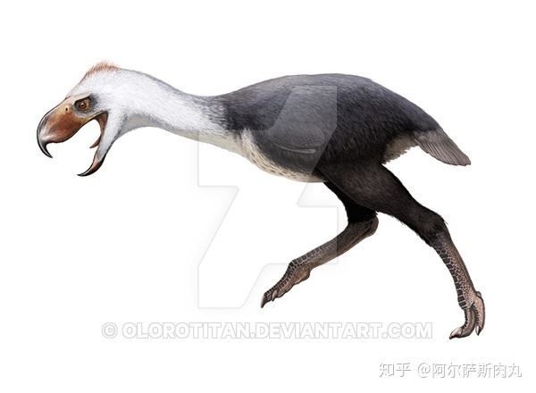 十大最恐怖的鸟，泰坦鸟高达2.5米体重可达200-400公斤（已灭绝）