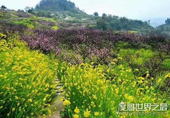 四川一高校放春假，鼓励学生和老师们去赏花、去恋爱