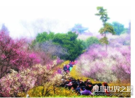 四川一高校放春假，鼓励学生和老师们去赏花、去恋爱