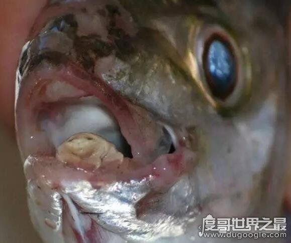 寄生在鱼身上的假舌头，缩头鱼虱成为你的盘中菜(重口味)