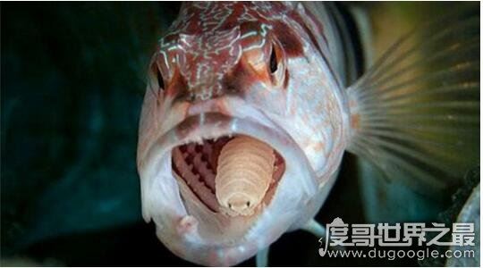 寄生在鱼身上的假舌头，缩头鱼虱成为你的盘中菜(重口味)