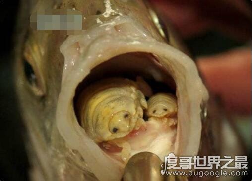寄生在鱼身上的假舌头，缩头鱼虱成为你的盘中菜(重口味)