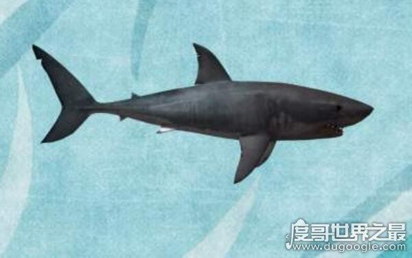 世界上最小十种鲨鱼，长度约几十厘米（杀伤力较小）