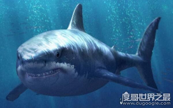 世界上最小十种鲨鱼，长度约几十厘米（杀伤力较小）