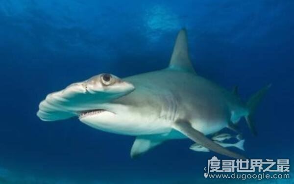 世界上最小十种鲨鱼,长度约几十厘米(杀伤力较小)