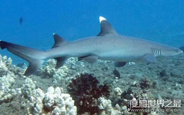 世界上最小十种鲨鱼，长度约几十厘米（杀伤力较小）