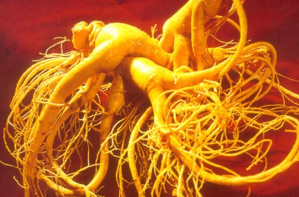 世界上最老的人参，年龄超过200岁售出326万天价