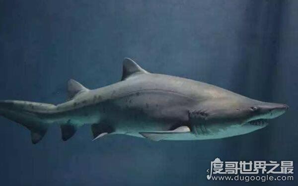世界上最小十种鲨鱼，长度约几十厘米（杀伤力较小）