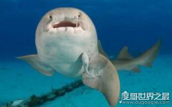 世界上最小十种鲨鱼，长度约几十厘米（杀伤力较小）