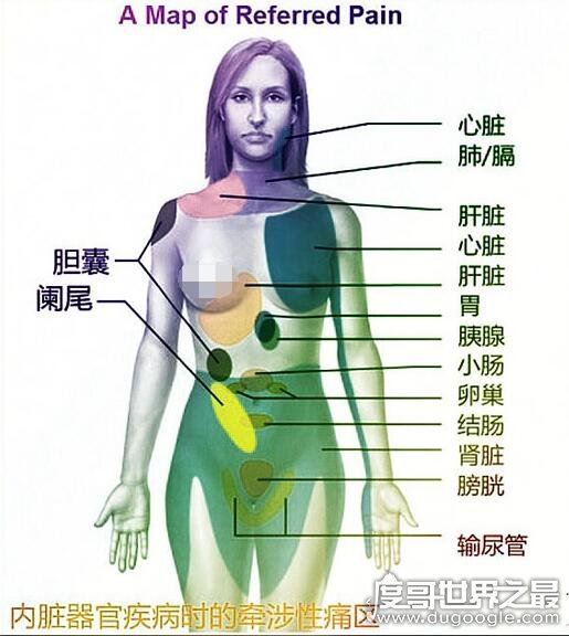 身体各个器官疼痛位置图片，切记不可＂自诊＂(仅做为参考)