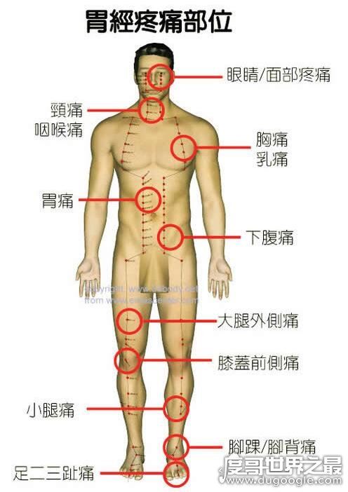 身体各个器官疼痛位置图片,切记不可"自诊"(仅做为参考)