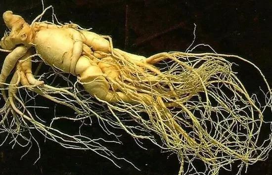 世界上最老的人参，年龄超过200岁售出326万天价