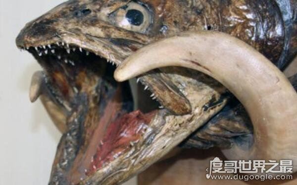 世界上最大的哲罗鲑,体长可达15米左右(被误认为“湖怪”)