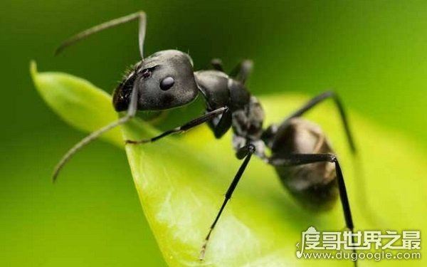世界上十大最凶猛的蚂蚁,可毒杀蟒蛇(头有毒刺)