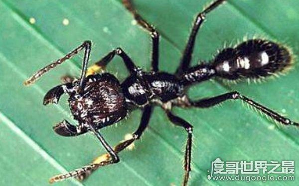 世界上十大最凶猛的蚂蚁，可毒杀蟒蛇（头有毒刺）