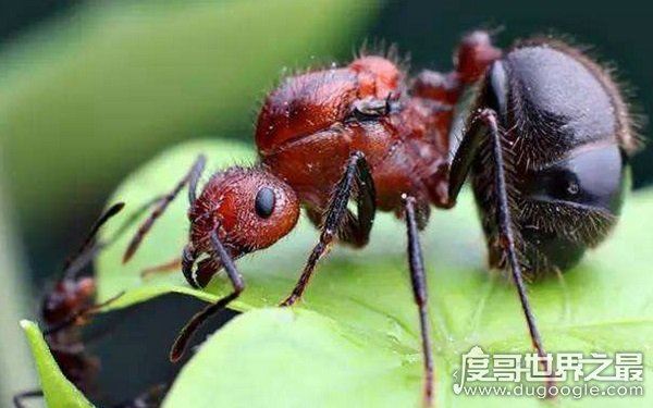 世界上十大最凶猛的蚂蚁,可毒杀蟒蛇(头有毒刺)