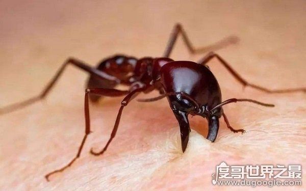 世界上十大最凶猛的蚂蚁，可毒杀蟒蛇（头有毒刺）