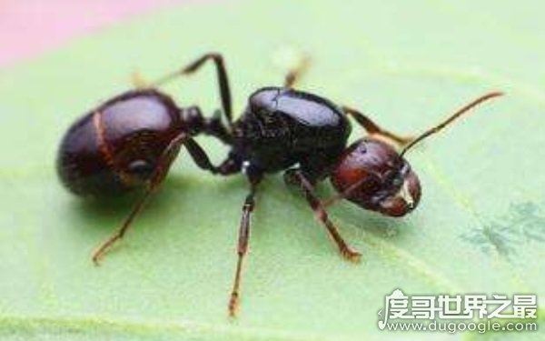 世界上十大最凶猛的蚂蚁，可毒杀蟒蛇（头有毒刺）