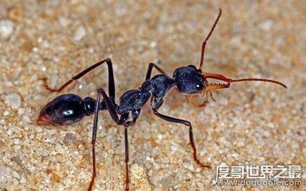 世界上十大最凶猛的蚂蚁,可毒杀蟒蛇(头有毒刺)