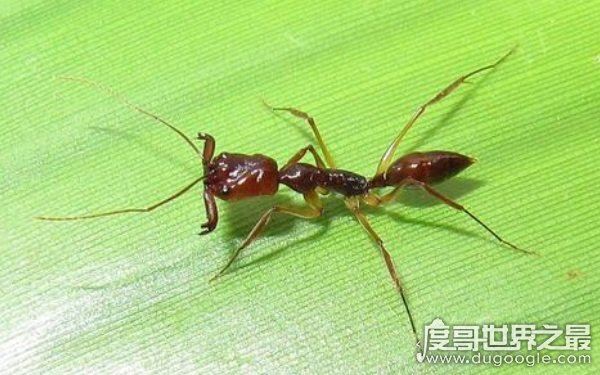 世界上十大最凶猛的蚂蚁，可毒杀蟒蛇（头有毒刺）