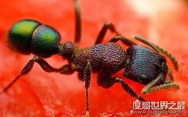 世界上十大最凶猛的蚂蚁，可毒杀蟒蛇（头有毒刺）