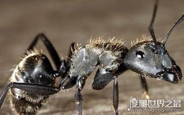 世界上十大最凶猛的蚂蚁,可毒杀蟒蛇(头有毒刺)