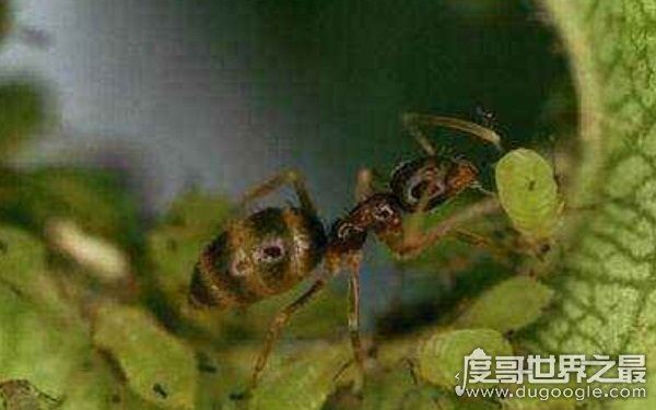 世界上十大最凶猛的蚂蚁，可毒杀蟒蛇（头有毒刺）