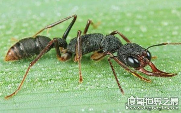 世界上十大最凶猛的蚂蚁，可毒杀蟒蛇（头有毒刺）