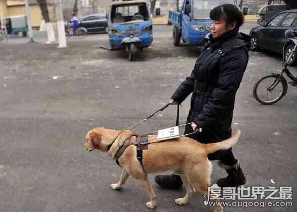 导盲犬是什么狗,长期受到专业训练的拉布拉多/黄金猎犬