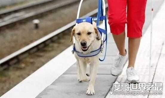导盲犬是什么狗，长期受到专业训练的拉布拉多/黄金猎犬