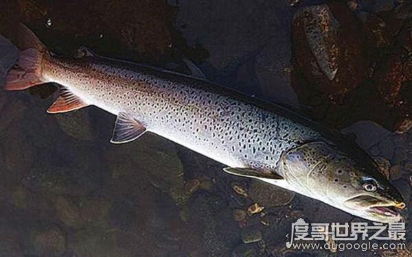 世界上最大的哲罗鲑,体长可达15米左右(被误认为“湖怪”)