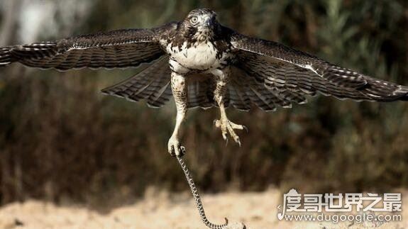 亿年前凶猛古鸟类，从琥珀中发现迷你猛禽(看起来小却很凶)