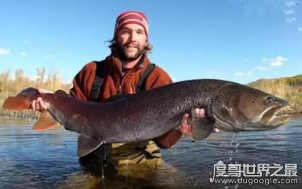 世界上最大的哲罗鲑，体长可达15米左右（被误认为“湖怪”）