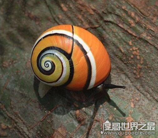 世界上最漂亮的彩色蜗牛,古巴彩色蜗牛(外壳鲜艳又亮丽)