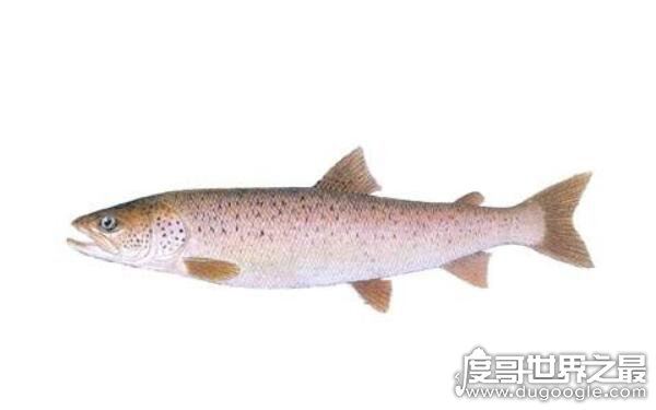 世界上最大的哲罗鲑，体长可达15米左右（被误认为“湖怪”）