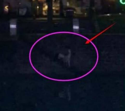 成都桥震门事件竟上演两次，美女醉酒后强行与男子啪啪啪