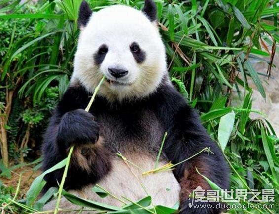 大熊猫是猫吗?并不是猫科而是熊类(以前的名字叫"猫熊")