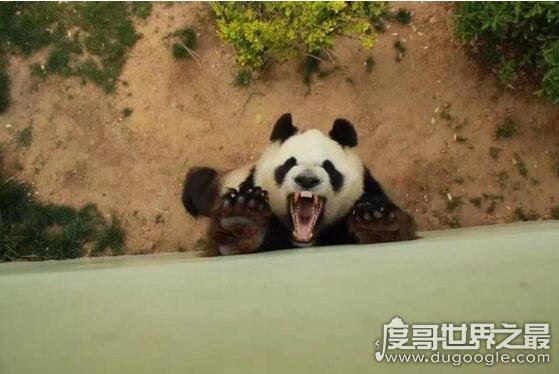 大熊猫是猫吗？并不是猫科而是熊类(以前的名字叫＂猫熊＂)